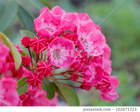 Red Kalmia flower in full bloom Red Kalmia flower in full bloom 102671723