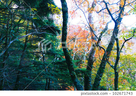 【日本名山百選】劍山紅葉 德島縣三好市 【日本名山百選】劍山紅葉 德島縣三好市 102671743