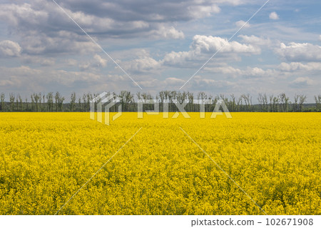 Rape field, Sekule, Slovakia Rape field, Sekule, Slovakia 102671908