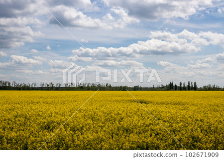 Rape field, Sekule, Slovakia Rape field, Sekule, Slovakia 102671909