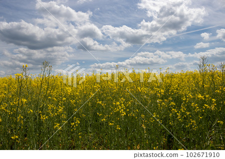 Endless rape field, Sekule, Slovakia 102671910
