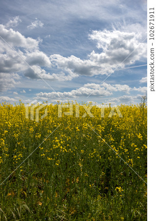 Endless rape field, Sekule, Slovakia 102671911