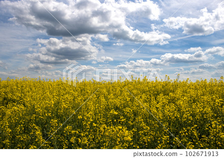 Endless rape field, Sekule, Slovakia Endless rape field, Sekule, Slovakia 102671913