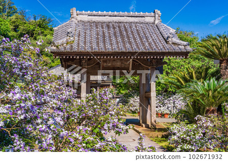 （靜岡縣）伊豆下田，美麗的美國茉莉盛開的龍泉寺 102671932