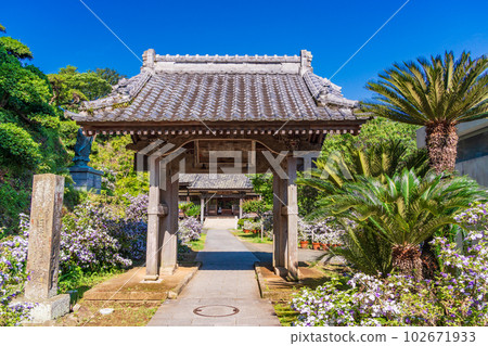 (Shizuoka Prefecture) Shimoda, Izu, Ryosenji Temple with beautiful American jasmine in full bloom (Shizuoka Prefecture) Shimoda, Izu, Ryosenji Temple with beautiful American jasmine in full bloom 102671933
