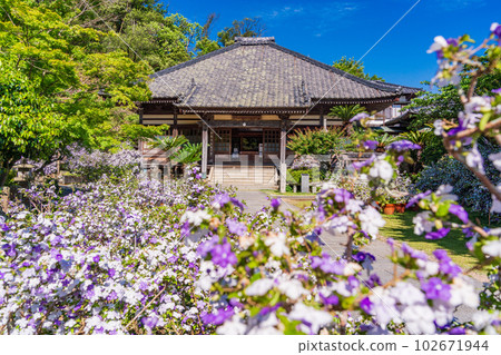 （靜岡縣）伊豆下田，美麗的美國茉莉盛開的龍泉寺 102671944