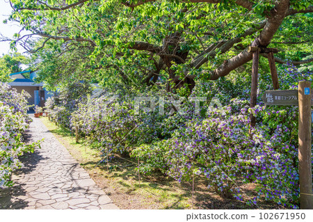 （靜岡縣）伊豆下田，美麗的美國茉莉盛開的龍泉寺 102671950