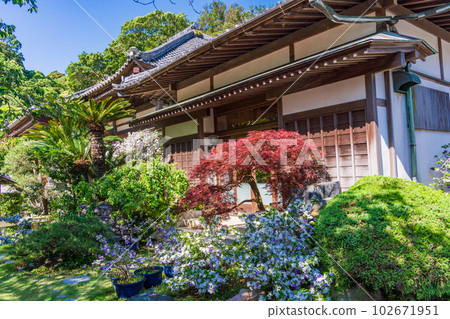 （靜岡縣）伊豆下田，美麗的美國茉莉盛開的龍泉寺 102671951