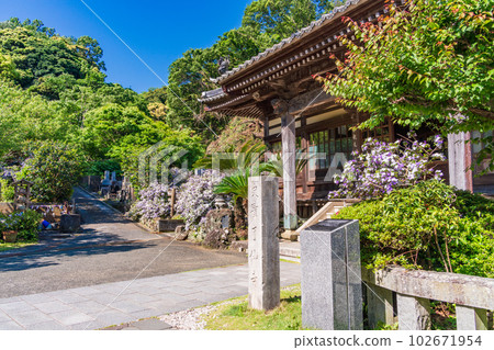 (Shizuoka Prefecture) Shimoda, Izu, Ryosenji Temple with beautiful American jasmine in full bloom 102671954