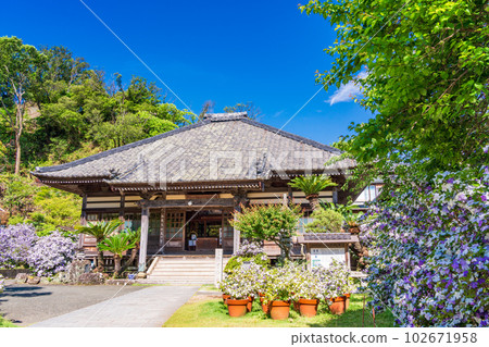 (Shizuoka Prefecture) Shimoda, Izu, Ryosenji Temple with beautiful American jasmine in full bloom 102671958