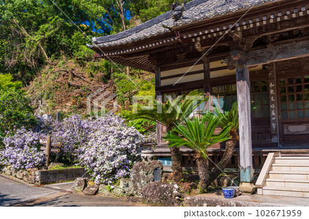 (靜岡縣)伊豆下田,美麗的美國茉莉盛開的龍泉寺 (靜岡縣)伊豆下田,美麗的美國茉莉盛開的龍泉寺 102671959