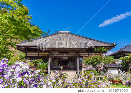 (Shizuoka Prefecture) Shimoda, Izu, Ryosenji Temple with beautiful American jasmine in full bloom (Shizuoka Prefecture) Shimoda, Izu, Ryosenji Temple with beautiful American jasmine in full bloom 102671963
