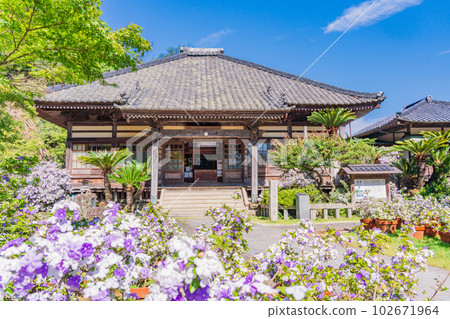 (靜岡縣)伊豆下田,美麗的美國茉莉盛開的龍泉寺 (靜岡縣)伊豆下田,美麗的美國茉莉盛開的龍泉寺 102671964