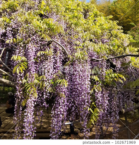 Kawachi Wisteria Garden Kitakyushu 2015CNN Japan's 31 most beautiful places No, 1 Kawachi Wisteria Garden Kitakyushu 2015CNN Japan's 31 most beautiful places No, 1 102671969