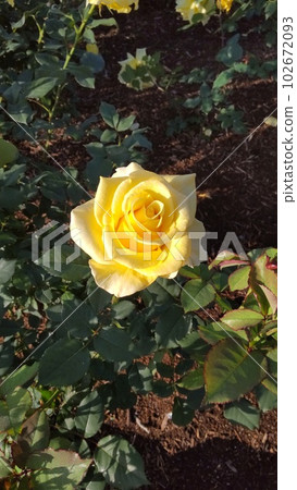 花葉町公園玫瑰4號 102672093