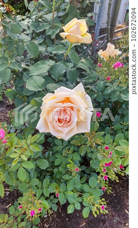 花葉町公園玫瑰5號 花葉町公園玫瑰5號 102672094