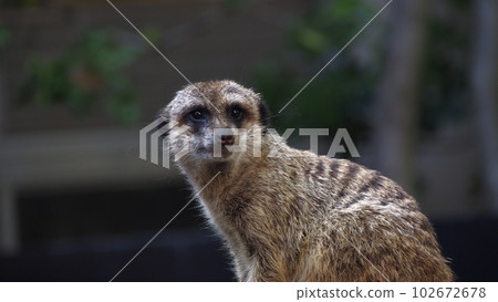 上野動物園貓鼬 上野動物園貓鼬 102672678