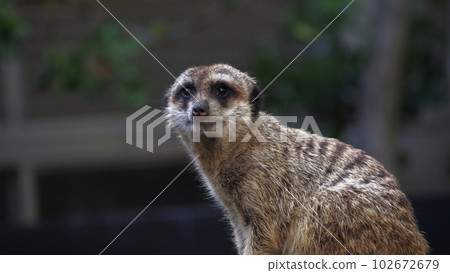 上野動物園貓鼬 102672679