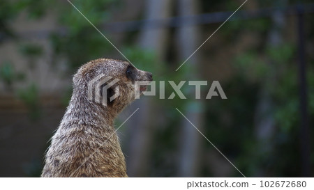 Ueno Zoo Meerkat Ueno Zoo Meerkat 102672680