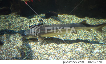 In this video, an impressive sturgeon searches for food on the bottom of the river. The camera captures the sturgeon's powerful movements as it navigates through the rocks and sand. In this video, an impressive sturgeon searches for food on the bottom of the river. The camera captures the sturgeon's powerful movements as it navigates through the rocks and sand. 102672703