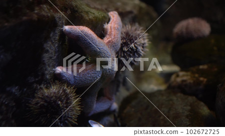 A beautiful sea star rests on the rocky reef beneath the ocean's surface. Big starfish in the aquarium. 102672725