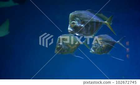 A group of ordinary selenium swims in an aquarium on a blue background. Aquarium for exotic fish. 102672745