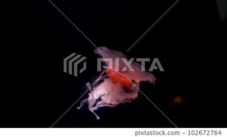 Lonely pink jellyfish slowly swims in the dark. 102672764
