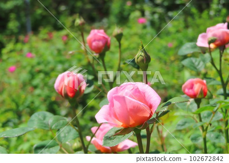 rose rose 102672842