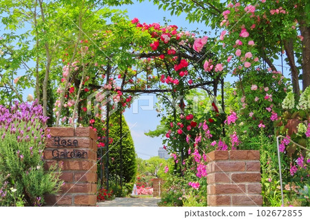 [Hiroshima Prefecture] Fukuyama Rose Festival 102672855