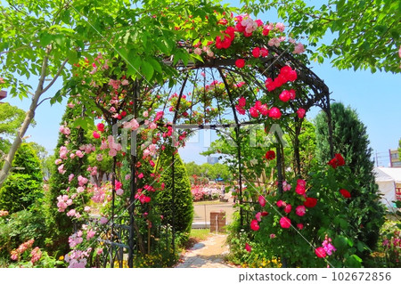[Hiroshima Prefecture] Fukuyama Rose Festival 102672856