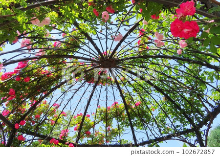 [Hiroshima Prefecture] Fukuyama Rose Festival 102672857
