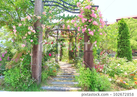 [Hiroshima Prefecture] Fukuyama Rose Festival 102672858