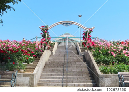 [廣島縣]福山玫瑰節 102672868