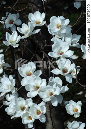 Moist and beautiful flowers 102673090