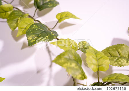 leaves on a white background leaves on a white background 102673136