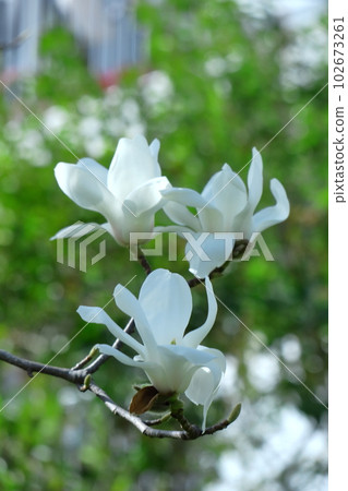 Moist and beautiful flowers 102673261