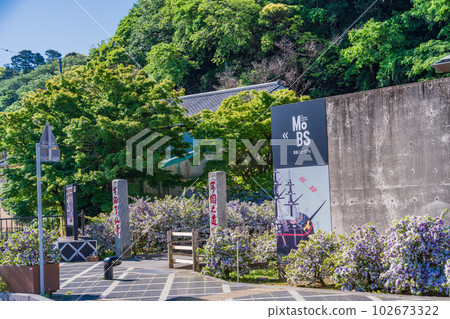 (Shizuoka Prefecture) Izu Shimoda, American jasmine is beautiful, Ryosenji MoBS Kurofune Museum 102673322