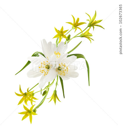 Floral arrangement with wild anemome flowers and gagea lutea isolated Floral arrangement with wild anemome flowers and gagea lutea isolated 102673365