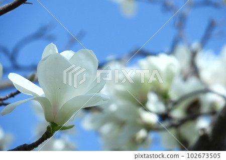 Moist and beautiful flowers 102673505