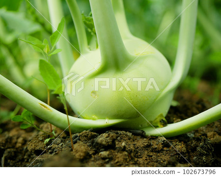 Kohlrabi bio harvest planting tuber root soil vegetable crop turnip German white closeup detail harvesting field crop turnip farm farming garden growing organic Brassica oleracea gongylodes Europe 102673796