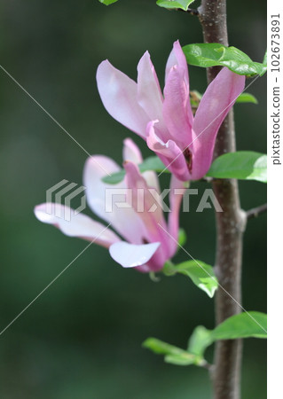濕潤美麗的花朵 102673891
