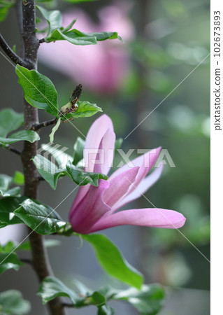 Moist and beautiful flowers Moist and beautiful flowers 102673893