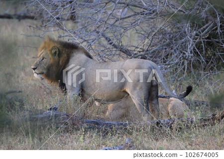 [Kruger National Park] Male Lion 102674005