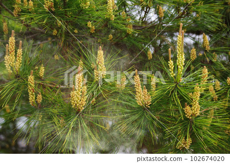 Pine trees, flowers and pollen Pine trees, flowers and pollen 102674020