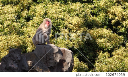 Ueno Zoo Saruyama Monkey 102674039
