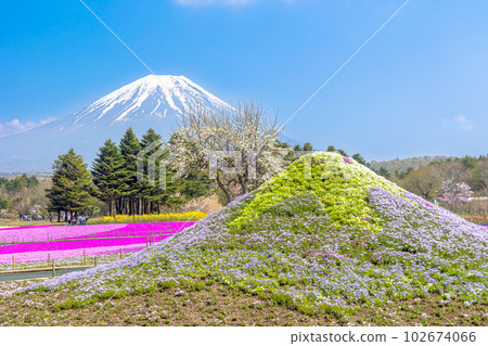 富士山和櫻花盛開 富士山和櫻花盛開 102674066