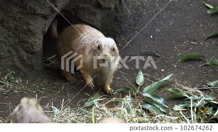 Ueno Zoo Prairie Dog 102674262