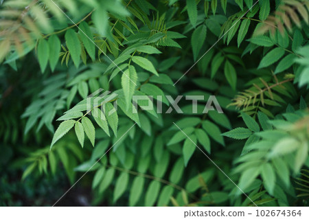 Sorbaria sorbifolia, the leaves of shrub. Green background, the plant in the nature with copy space. High quality photo Sorbaria sorbifolia, the leaves of shrub. Green background, the plant in the nature with copy space. High quality photo 102674364