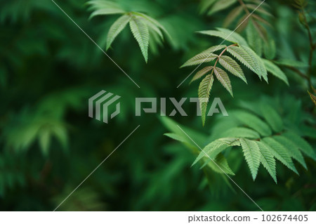 Sorbaria sorbifolia, the leaves of shrub. Green background, the plant in the nature with copy space. High quality photo Sorbaria sorbifolia, the leaves of shrub. Green background, the plant in the nature with copy space. High quality photo 102674405