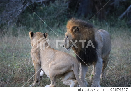 [Kruger National Park] Male and female lions 102674727